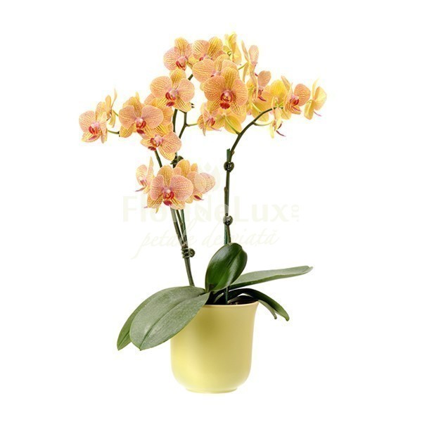 orhidee_phalaenopsis_galbena